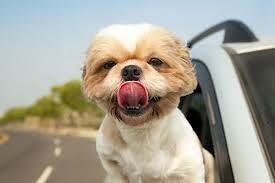 Dogs Sticking Their Heads Out Of Car Windows - Here's 46 Reasons Why Canines Like To Live Fast