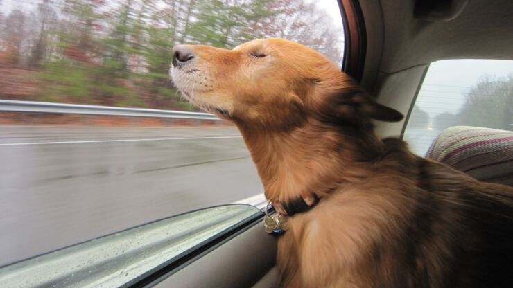 Dogs Sticking Their Heads Out Of Car Windows - Here's 46 Reasons Why Canines Like To Live Fast