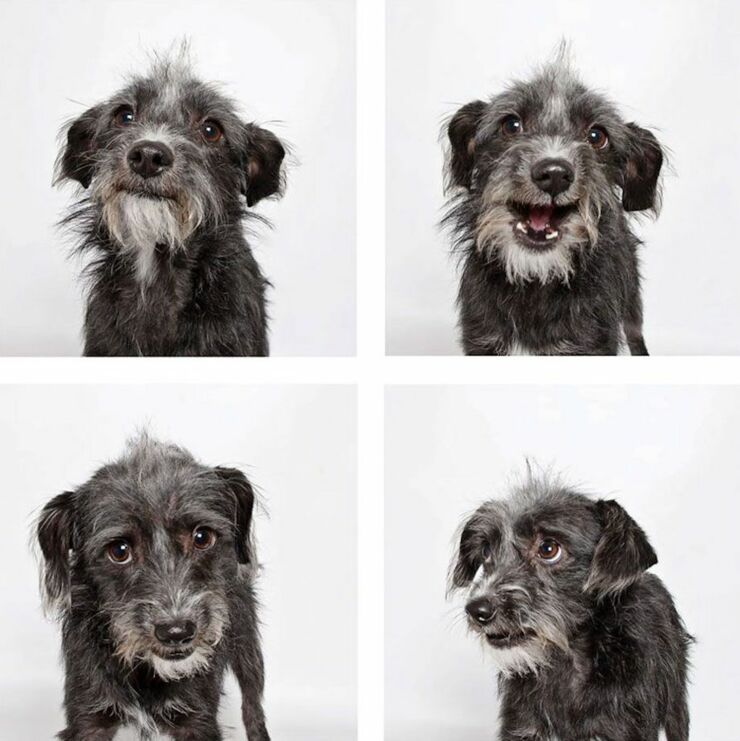 adopt-shelter-dogs-photobooth-humane-society-38__880