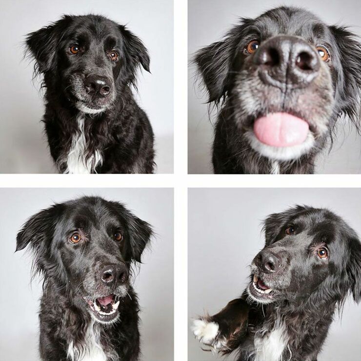 adopt-shelter-dogs-photobooth-humane-society-44__880