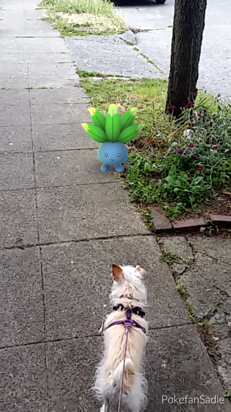 terrier-oddish-pokemon-go-walk