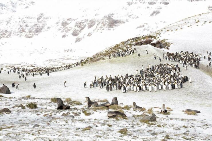 'King Penguins and Fur Seals' by Denise Ippolito