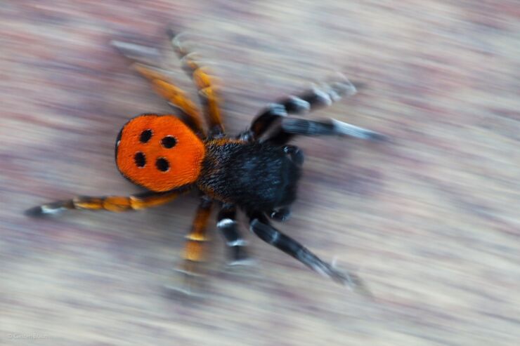 'Ladybird Spider' by Carsten Braun