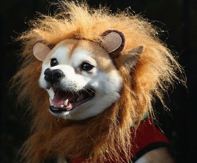 *** BESTPIX *** Dogs Dress Up For Annual Tompkins Square Park Halloween Parade