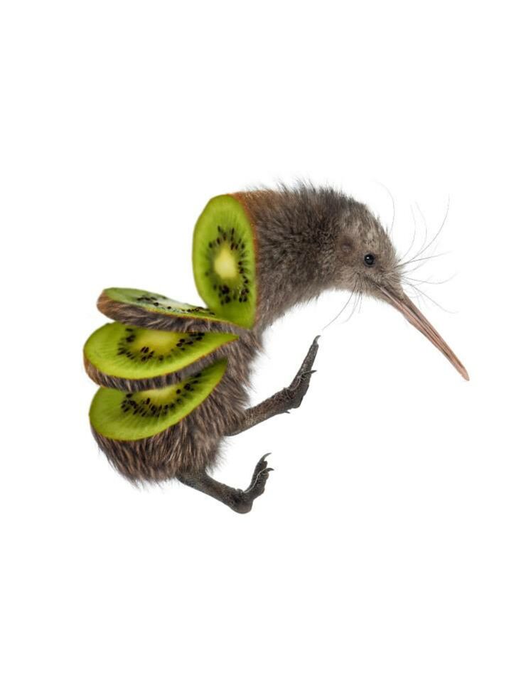 kiwi