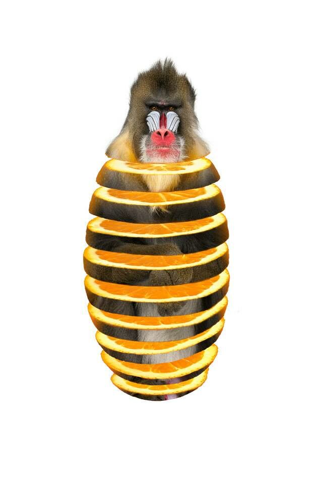 mandrill orange