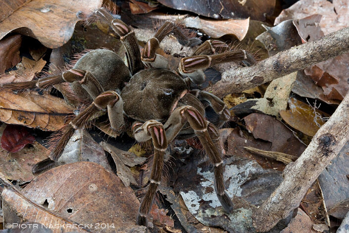 theraphosa3