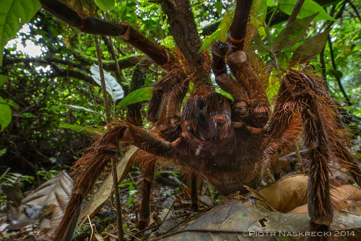 theraphosa