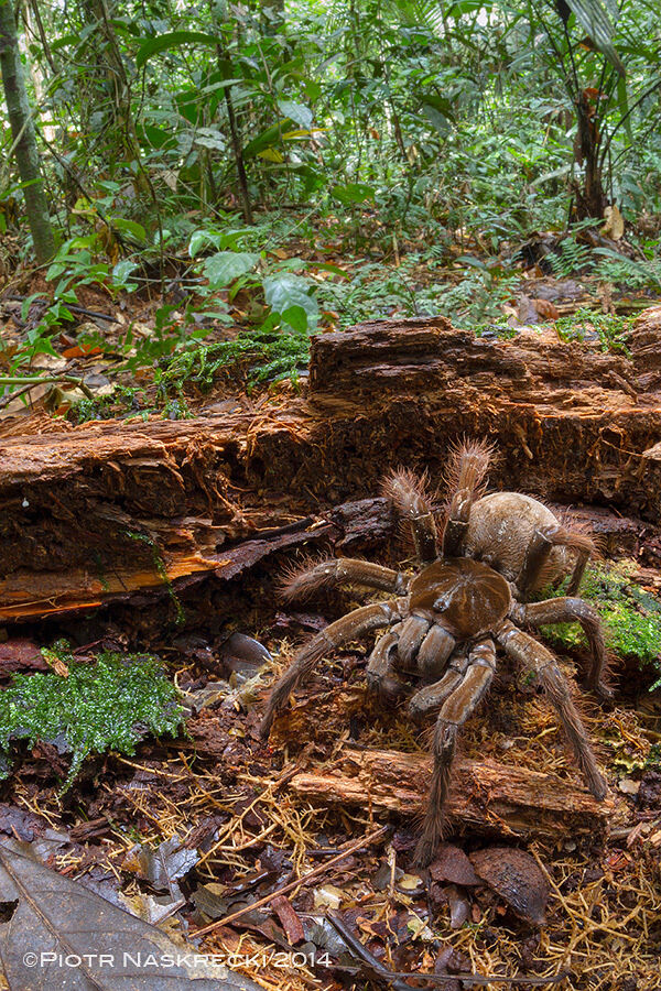 theraphosa5