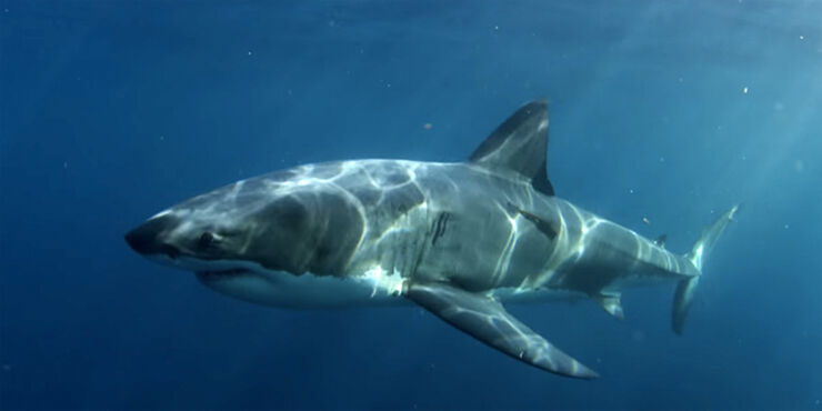 What Ate A Great White Shark Alpha?