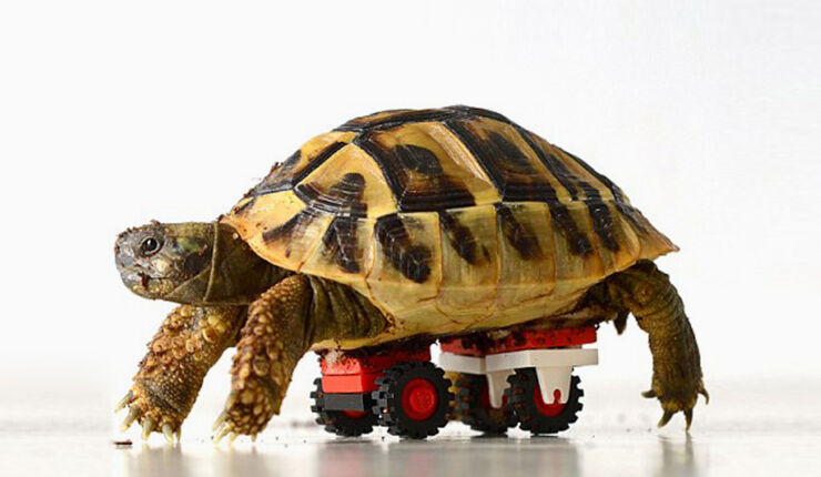 tortoise-regains-mobility-lego-wheelchair-designboom-02