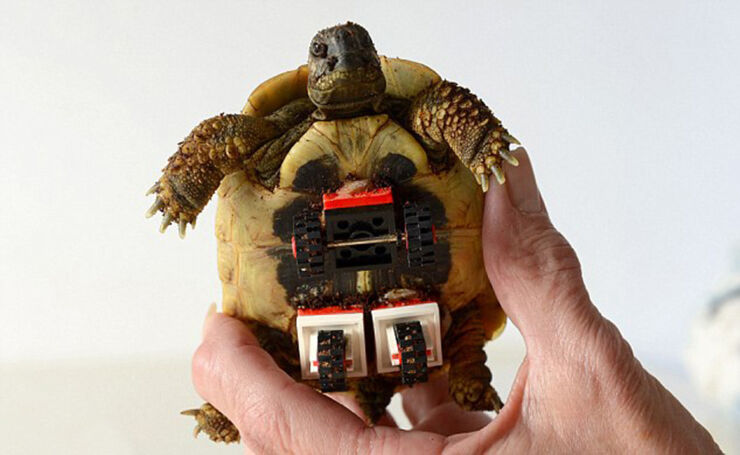 tortoise-regains-mobility-lego-wheelchair-designboom-03