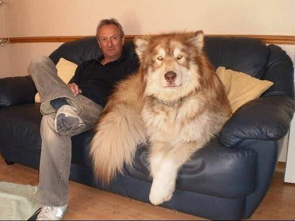 Big-dog13
