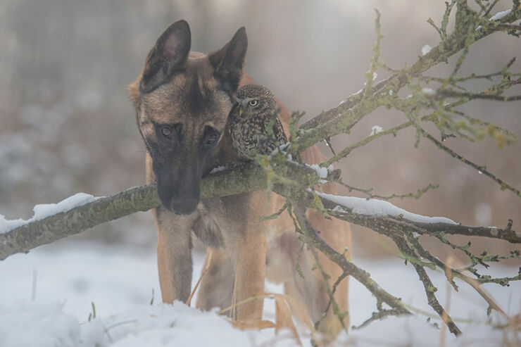 ingo-else-dog-owl-friendship-tanja-brandt-9