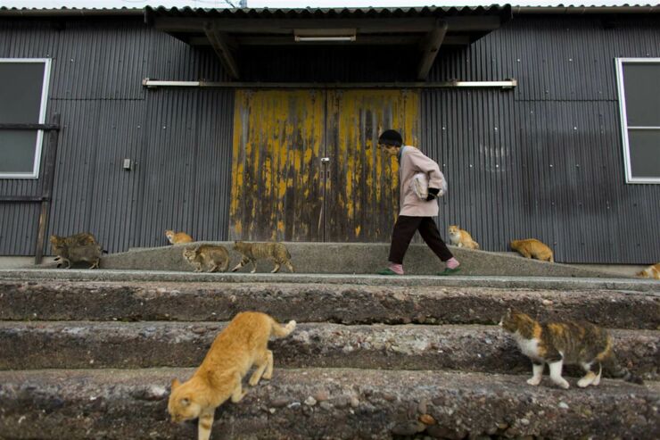 cat island japan 01.