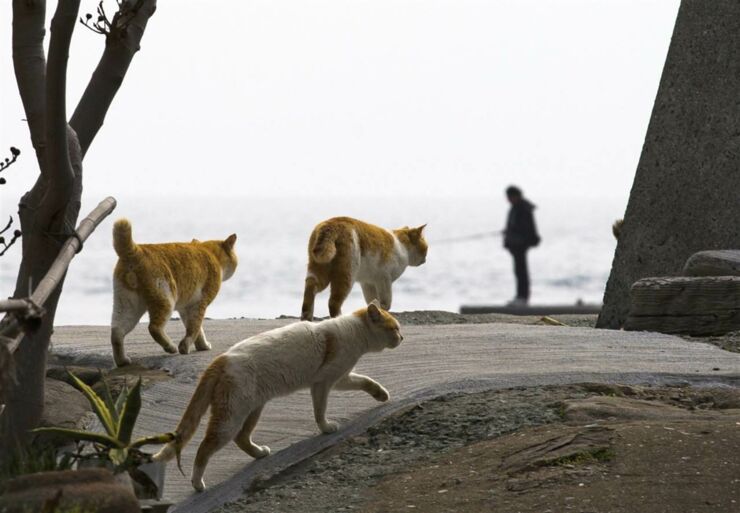 aoshima island 01.