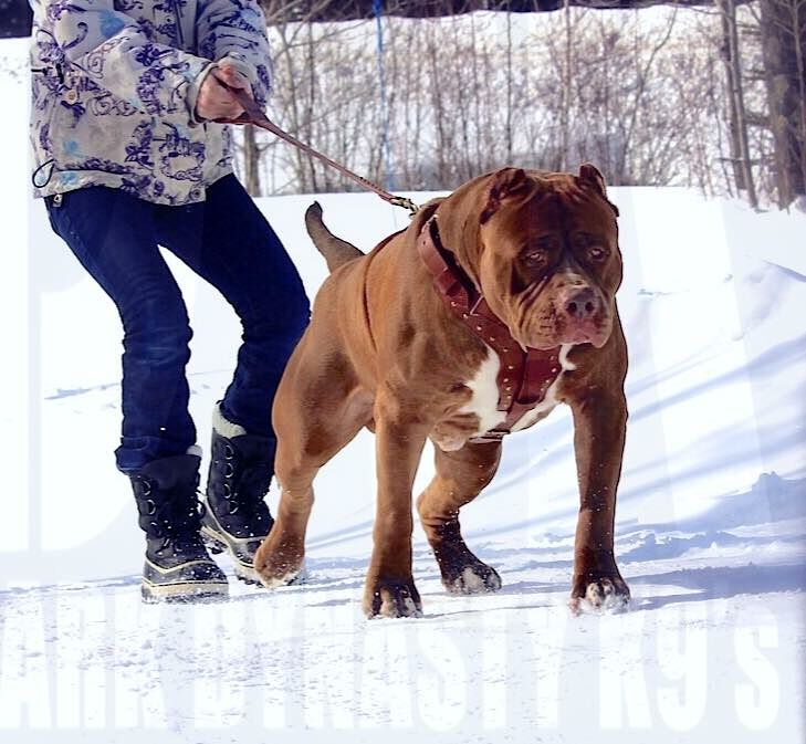 175lb Hulk Is The Worlds Largest Pit Bull 2128