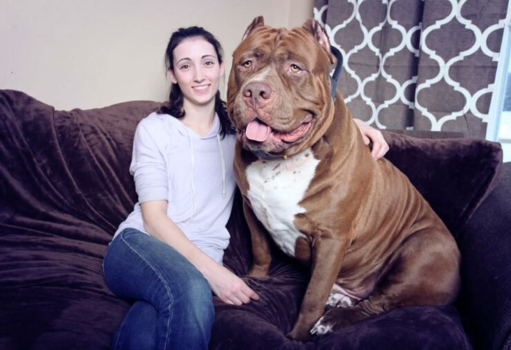 175lb Hulk Is The World S Largest Pit Bull