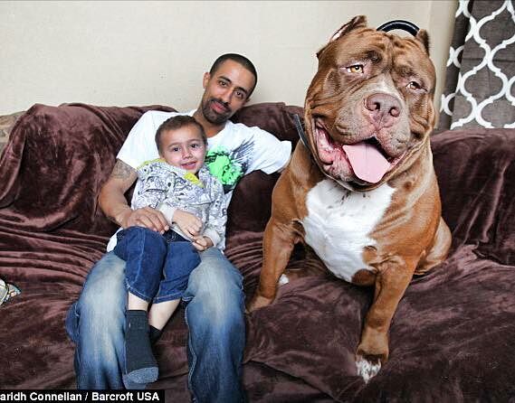 175lb Hulk Is The World S Largest Pit Bull
