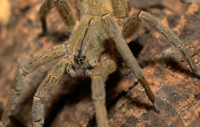 Brazilian Wandering Spider Phoneutria Fera close up