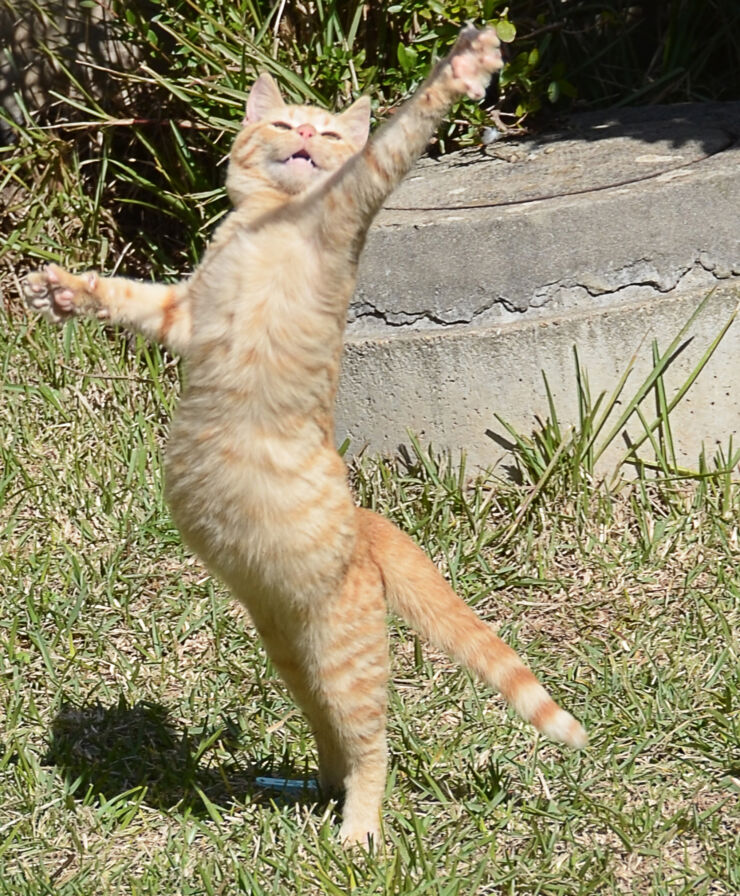 The San Dancer puss