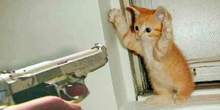 cat_gun