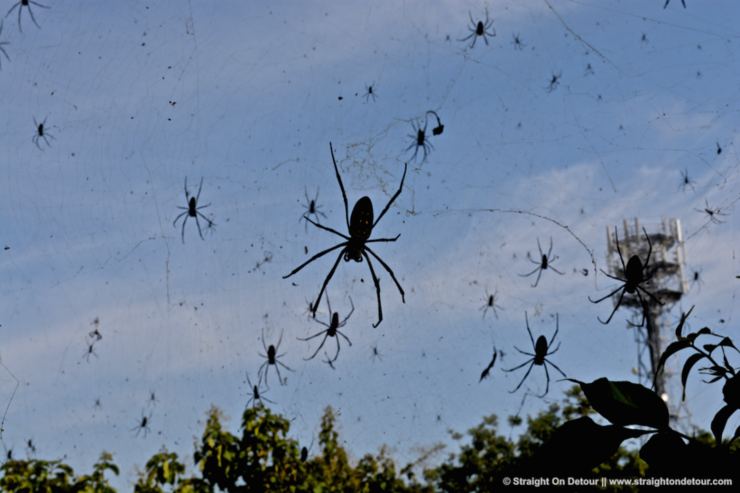 Raining spiders in Goulburn: Australia's freak event explained