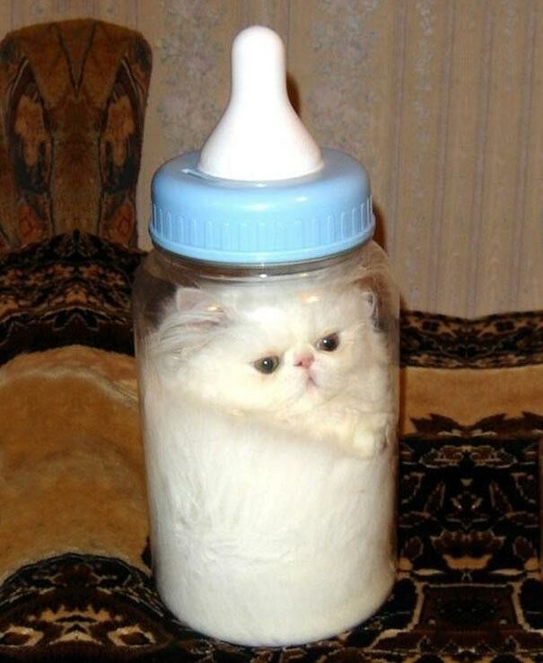 Cats-ar-liquid-12a