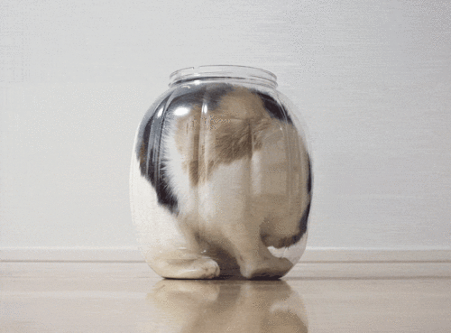 Cats-are-liquid-01