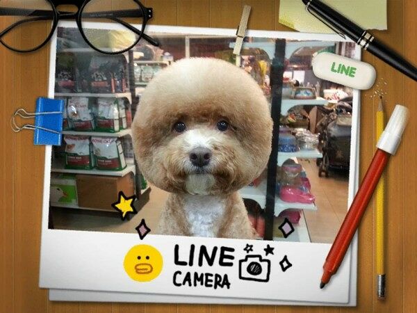 square-round-dog-haircut-taiwan-8