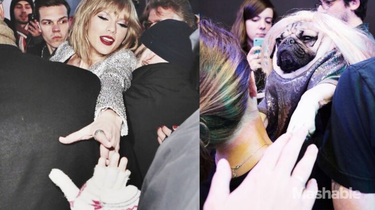 DOUG-THE-PUG-taylor-swift-13