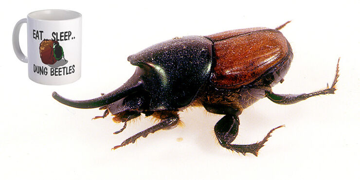 Dung-beetle