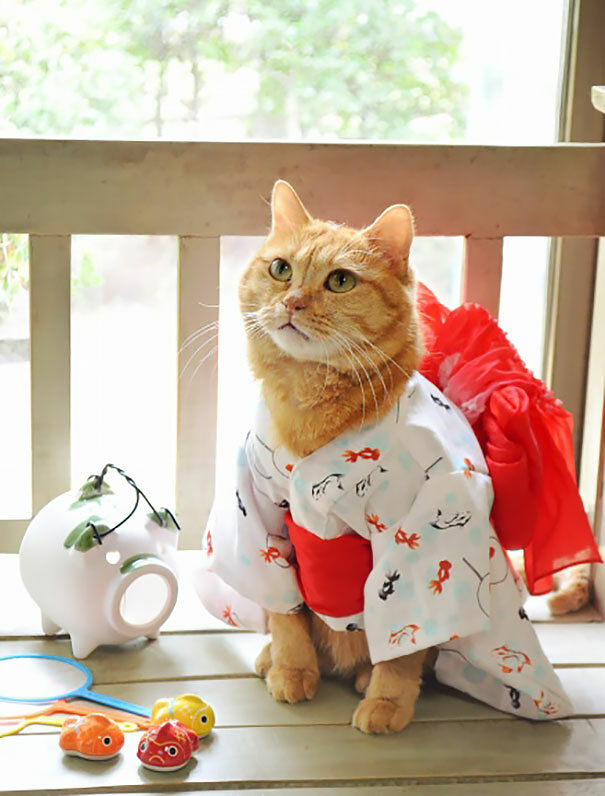 cat-kimonos-japan-21__605