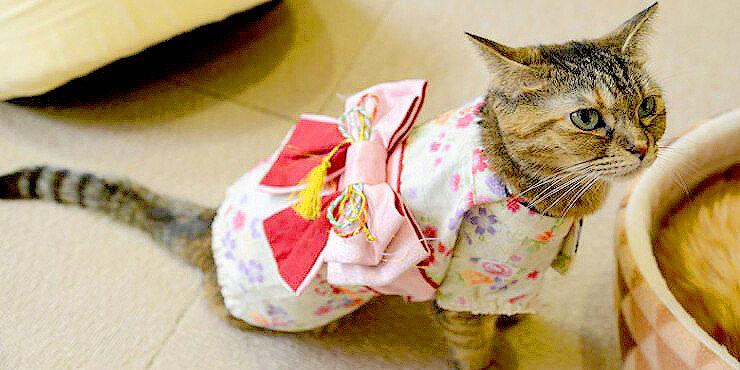 Cats Wearing Kimonos Is Popular In Japan