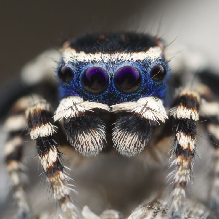 cutest-spider-ever-does-adorable-mating-dance