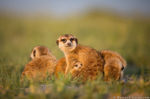 Family of Meerkats