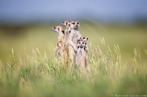 Meerkat Family