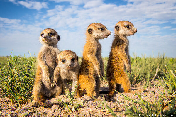 Meerkat Babies