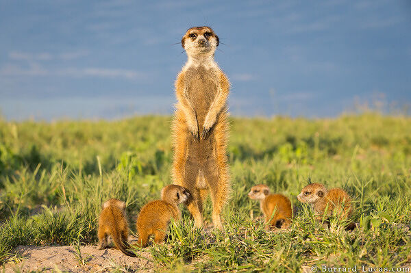 Meerkat Father