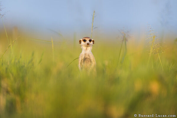 Meerkat in Grass
