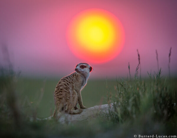 Meerkat and Sun