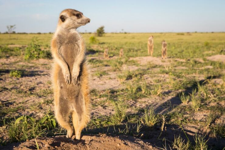 meerkat-9_2875883k