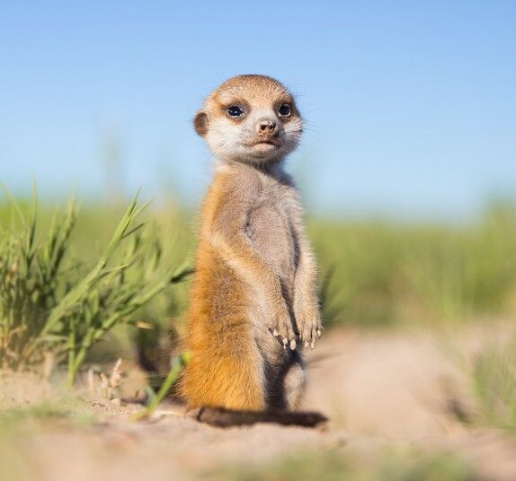 meerkat-12_2875888k