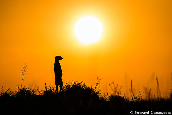 Silhouette meerkat