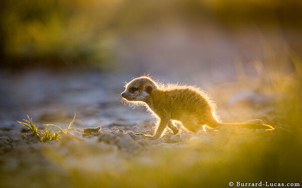 Timid Baby Meerkat