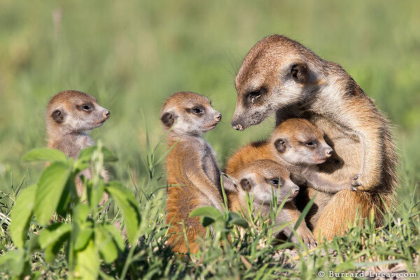 Young Meerkat Pups