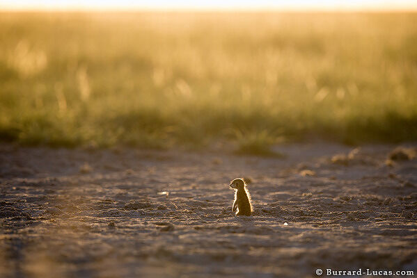 Lone Meerkat