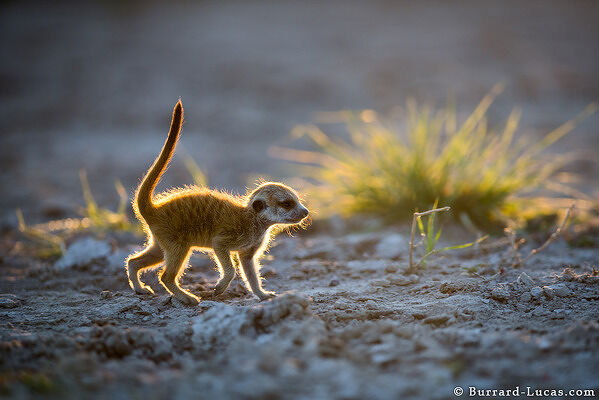 Baby Meerkat Strolling