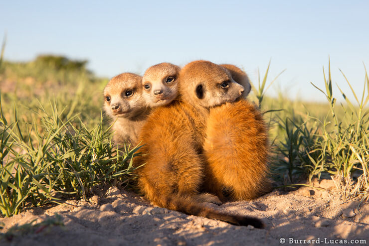 Small Meerkats