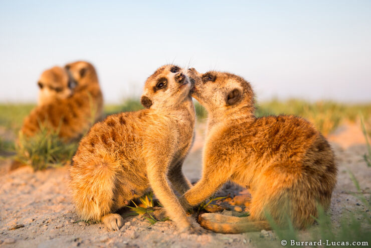 Meerkats Grooming